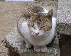 cat.jpg