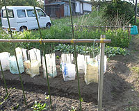 rice_0517_2.jpg